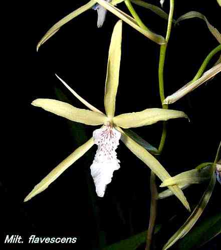 Miltonia flavescens